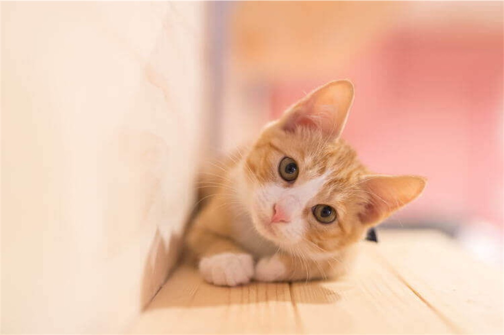 f:id:necohappy:20230310164807j:image f:id:necohappy:20230310164807j:image