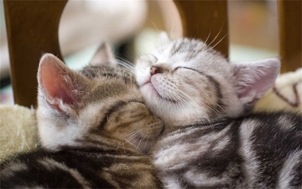 f:id:necohappy:20230310195319j:image f:id:necohappy:20230310195319j:image