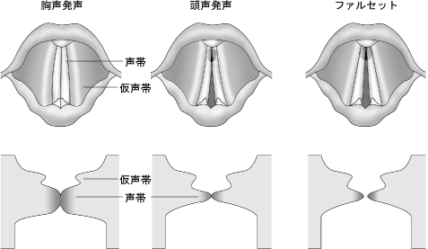 っ ヮ C どうやって発声するの 雀巽の日記帳 っ ヮ C どうやって発声するの 雀巽の日記帳