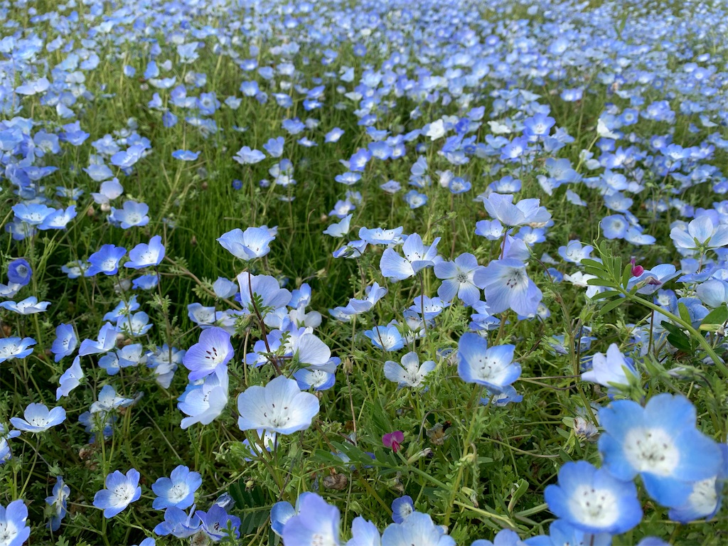 f:id:necomiko:20210509223328j:image f:id:necomiko:20210509223328j:image