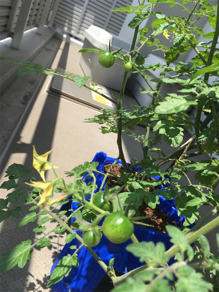 f:id:neconecom:20190725104246j:image f:id:neconecom:20190725104246j:image