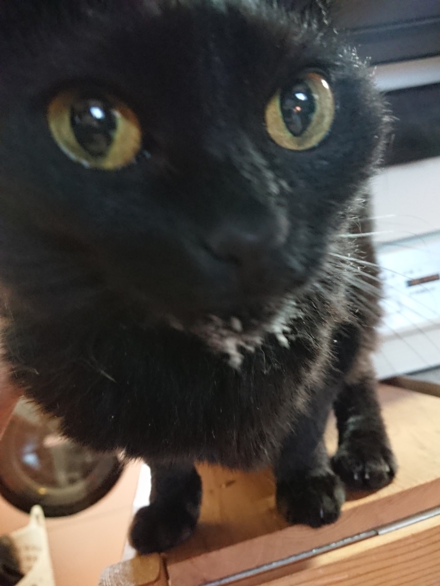 ふりかけぎん、寄り目こじ - くろねこのこよもやま日記