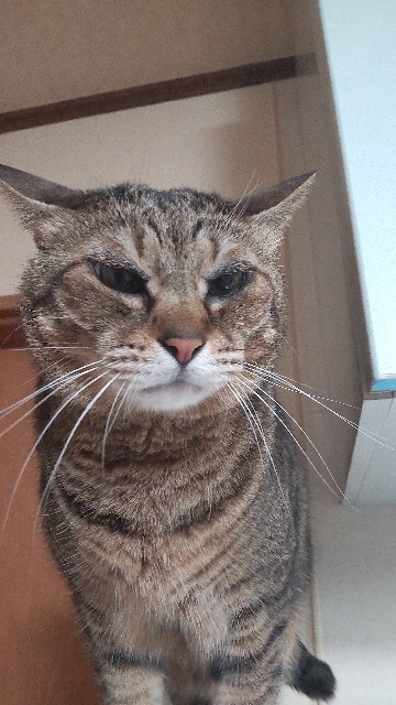 f:id:neconocox:20220222174120j:image