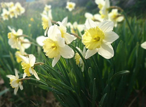 f:id:neconoteblog:20190515165403j:plain