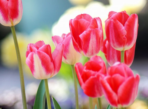 f:id:neconoteblog:20190515170832j:plain