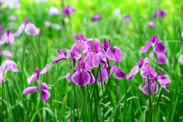 f:id:neconoteblog:20190720085245j:plain