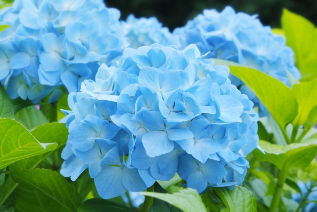 f:id:neconoteblog:20190720091020j:plain