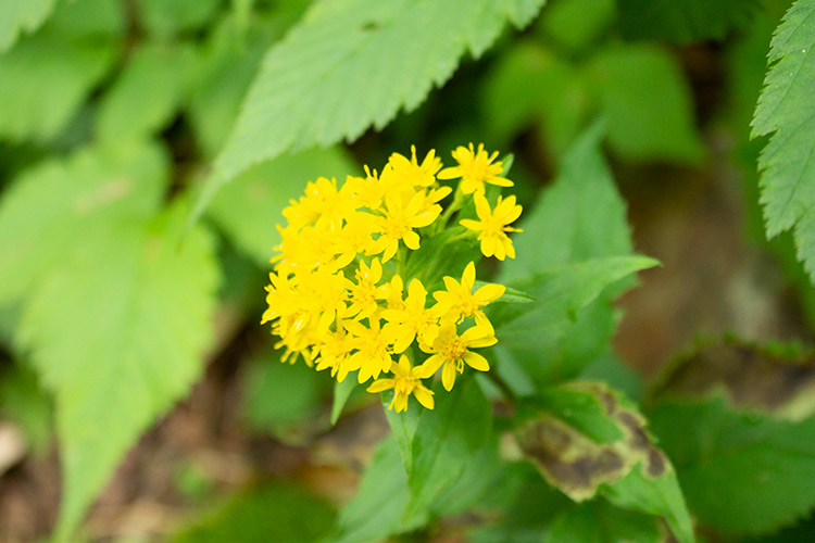 f:id:neconoteblog:20190823200507j:plain f:id:neconoteblog:20190823200507j:plain