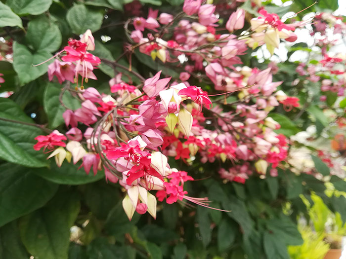 f:id:neconoteblog:20190906211708j:plain