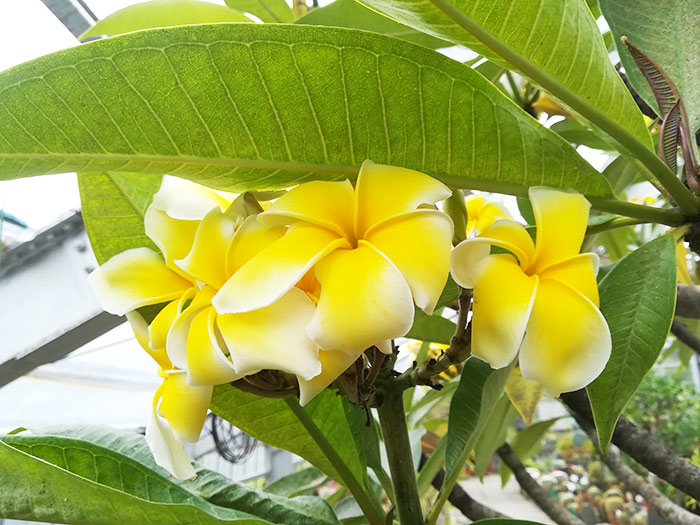 f:id:neconoteblog:20190906213023j:plain
