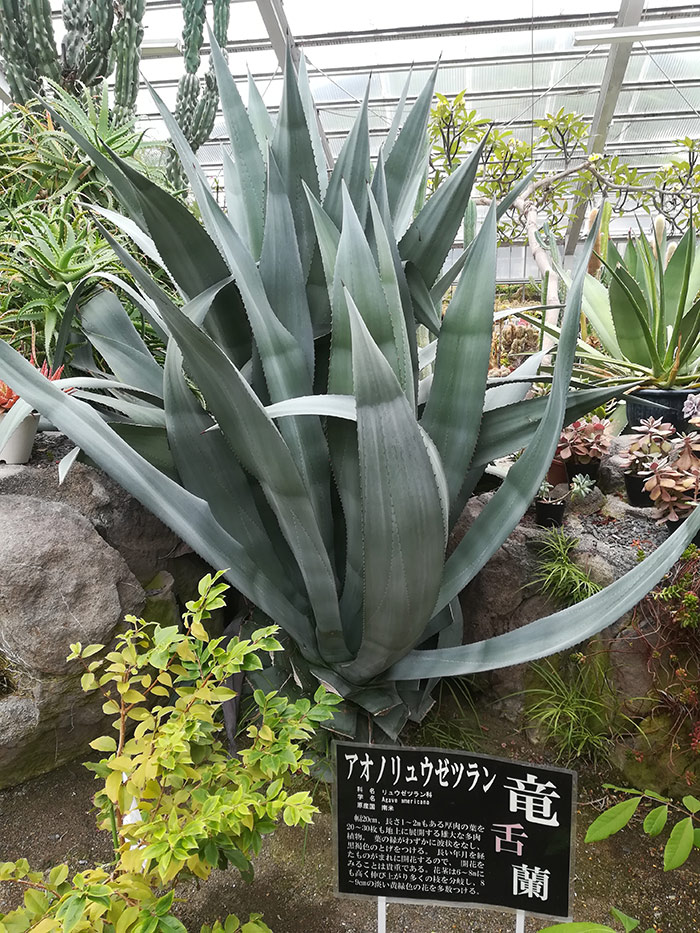 f:id:neconoteblog:20190906213445j:plain