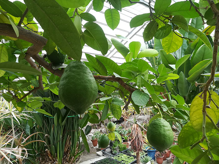 f:id:neconoteblog:20190906214225j:plain