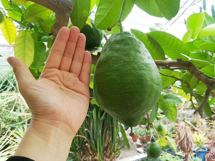 f:id:neconoteblog:20190906214311j:plain