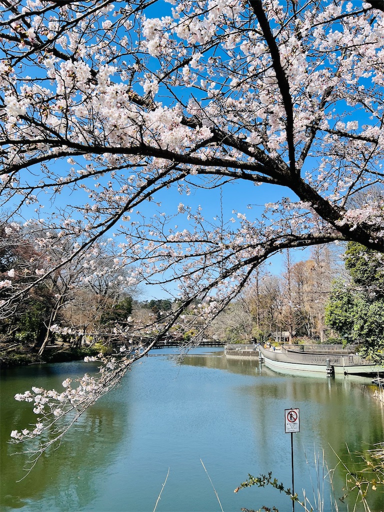 f:id:necosanhonpo1:20260324105554j:image