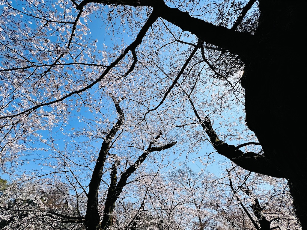 f:id:necosanhonpo1:20260324105701j:image