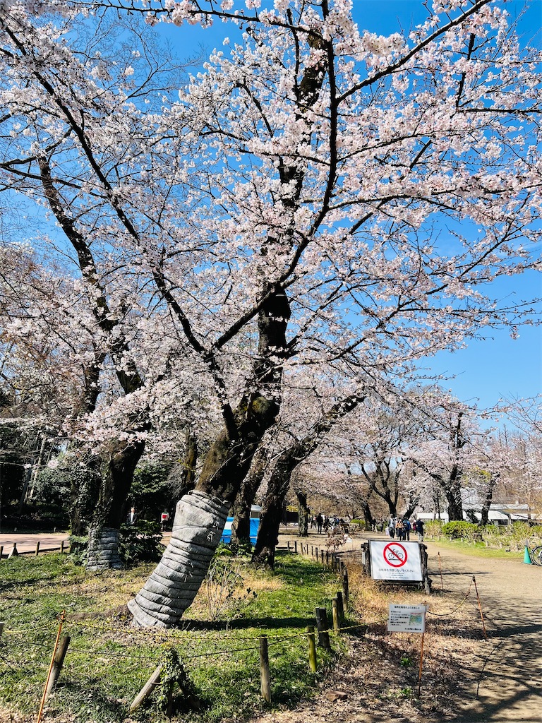 f:id:necosanhonpo1:20260324111105j:image