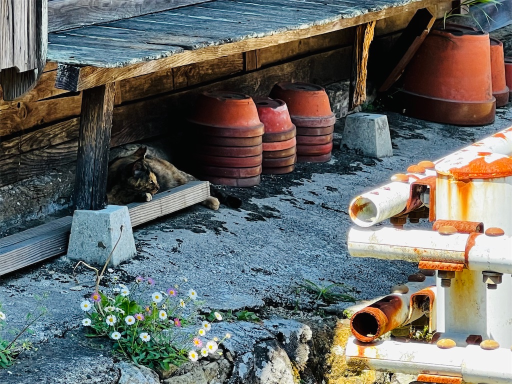f:id:necosanhonpo1:20260509152235j:image