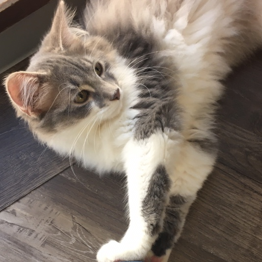 f:id:necosme:20201011142613p:plain