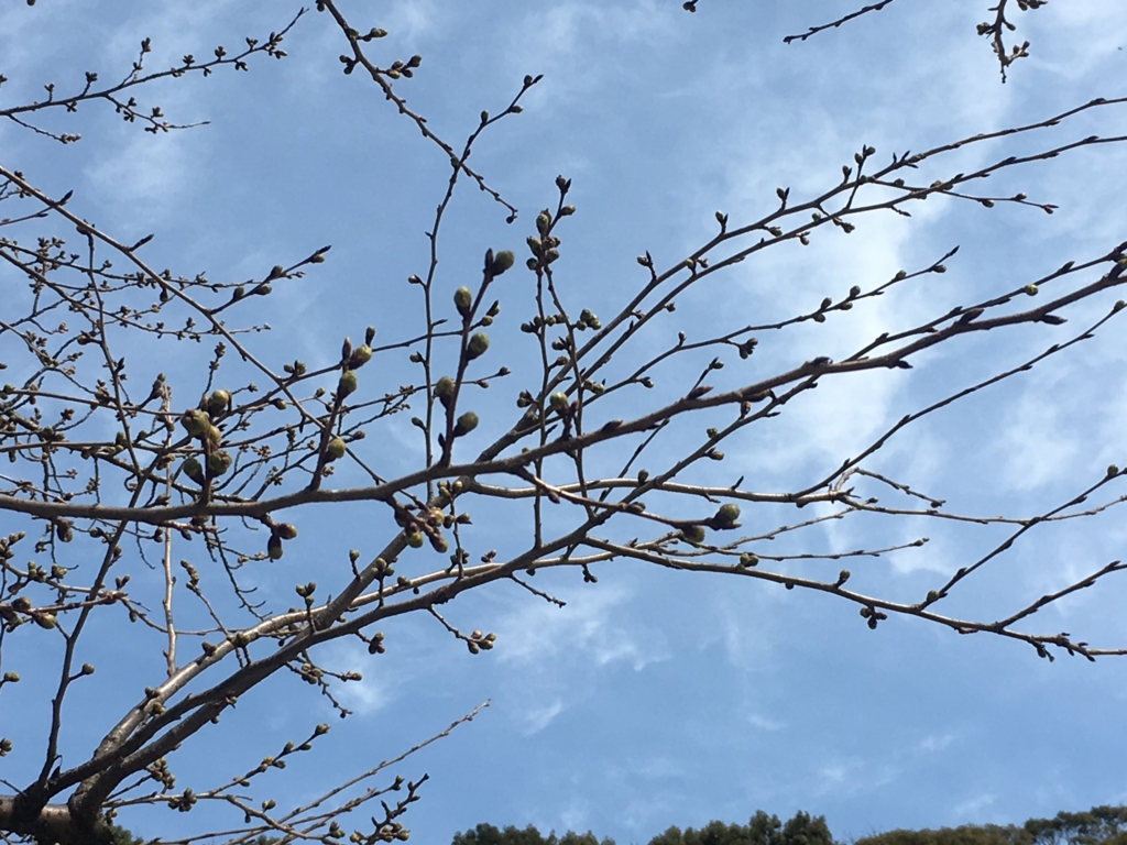 f:id:necotora55:20170326211625j:plain f:id:necotora55:20170326211625j:plain