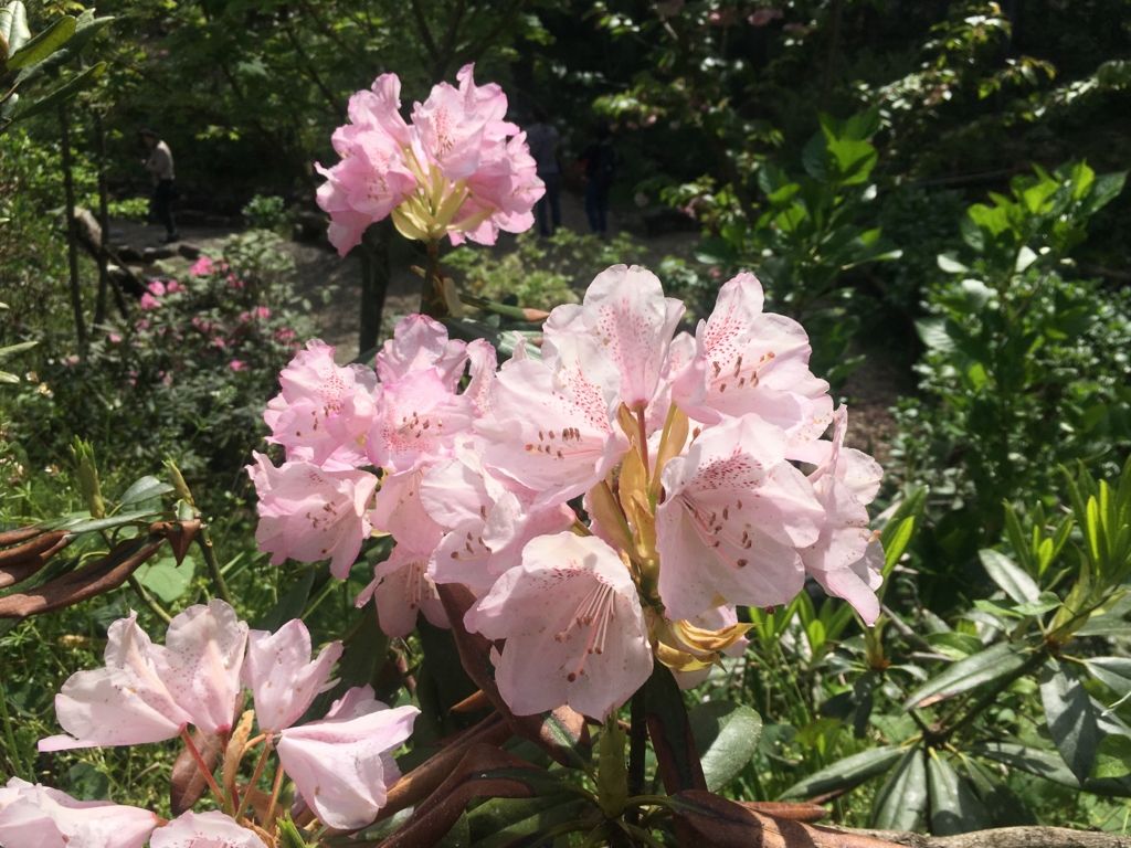 f:id:necotora55:20170506174507j:plain f:id:necotora55:20170506174507j:plain