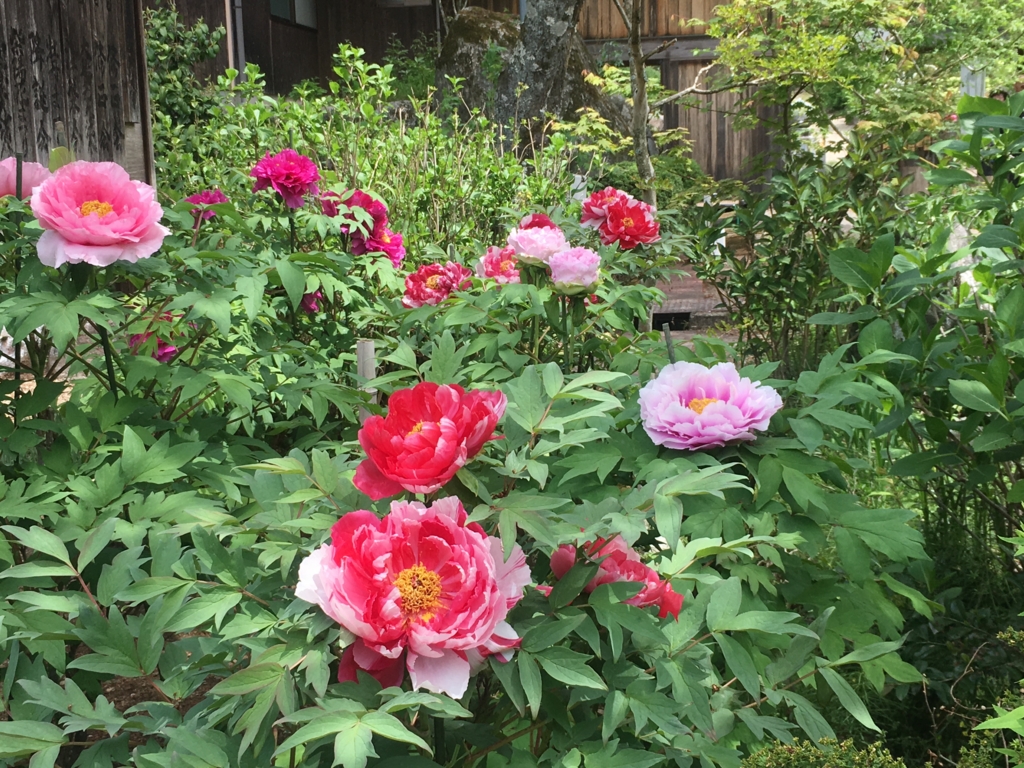 f:id:necotora55:20170506174625j:plain f:id:necotora55:20170506174625j:plain