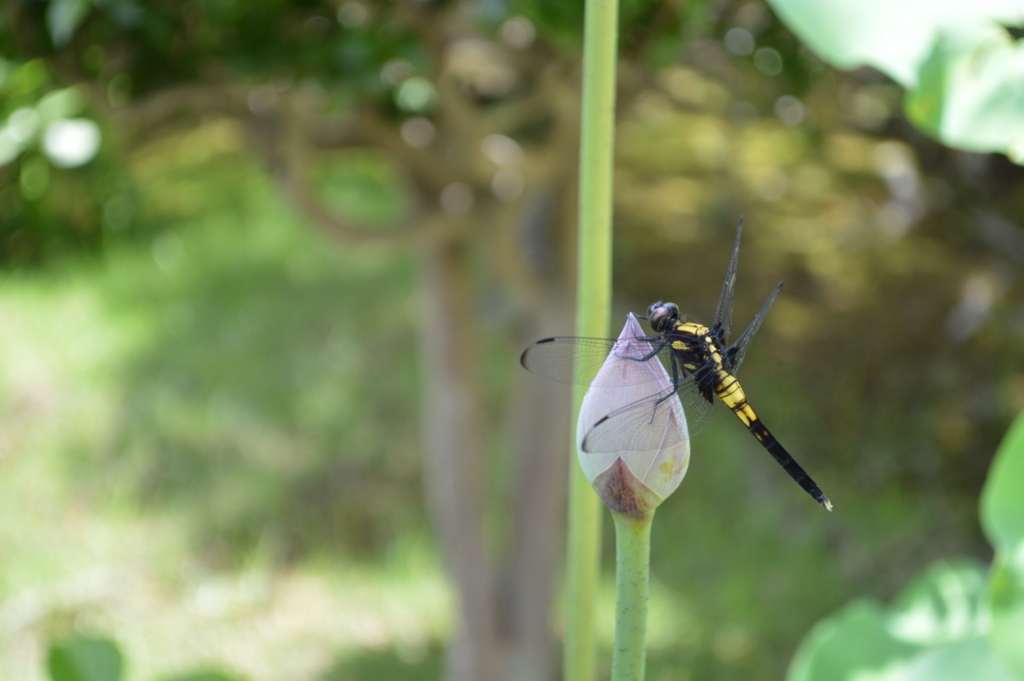 f:id:necotora55:20170723175836j:plain f:id:necotora55:20170723175836j:plain