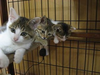 ねこ会議in京都 猫にweb ねこ会議in京都 猫にweb