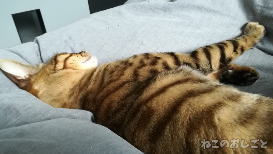 f:id:necozuki299:20170729134700j:plain