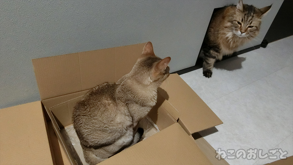 f:id:necozuki299:20170729134747j:plain