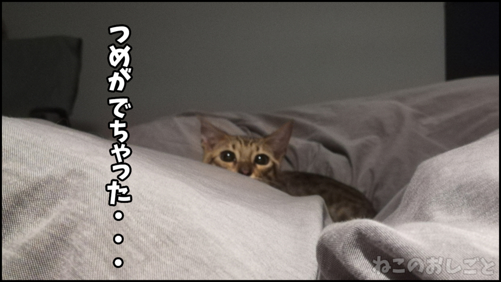 f:id:necozuki299:20180503185456j:plain f:id:necozuki299:20180503185456j:plain