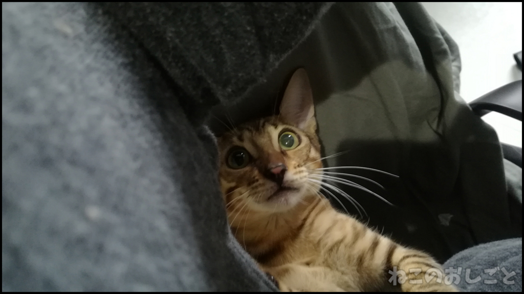 f:id:necozuki299:20180509154030j:plain f:id:necozuki299:20180509154030j:plain