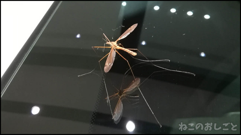 f:id:necozuki299:20180523221229j:plain f:id:necozuki299:20180523221229j:plain