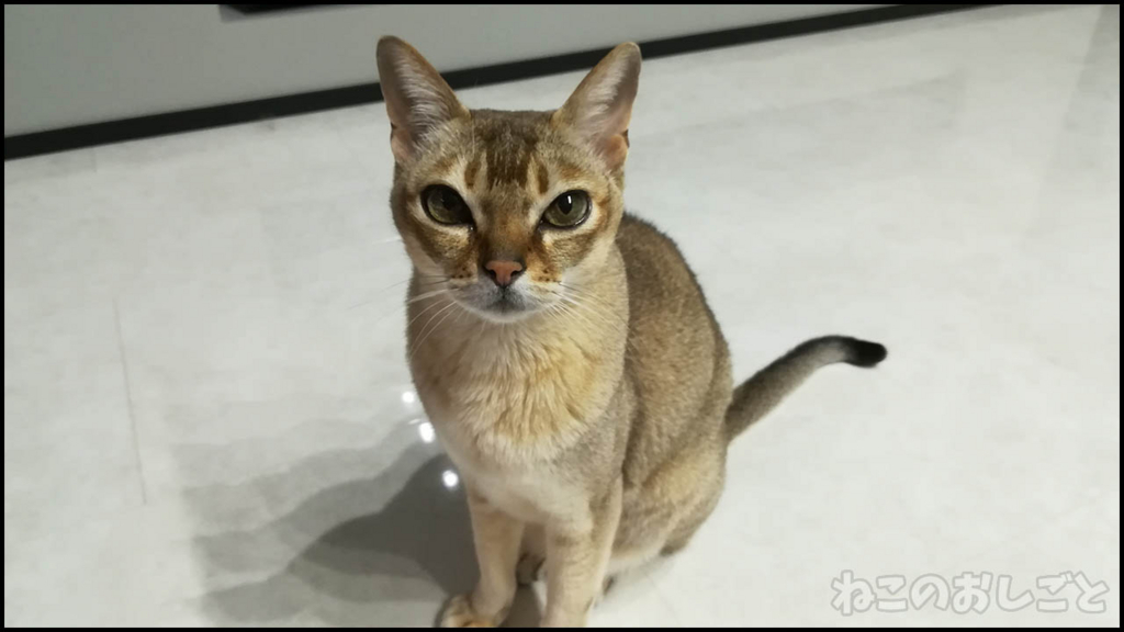 f:id:necozuki299:20180523234451j:plain f:id:necozuki299:20180523234451j:plain