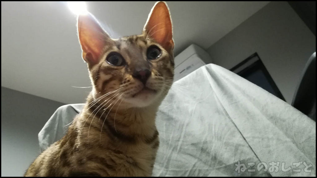 f:id:necozuki299:20180525000056j:plain