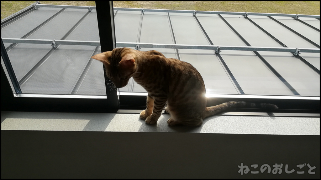 f:id:necozuki299:20180529153812j:plain f:id:necozuki299:20180529153812j:plain