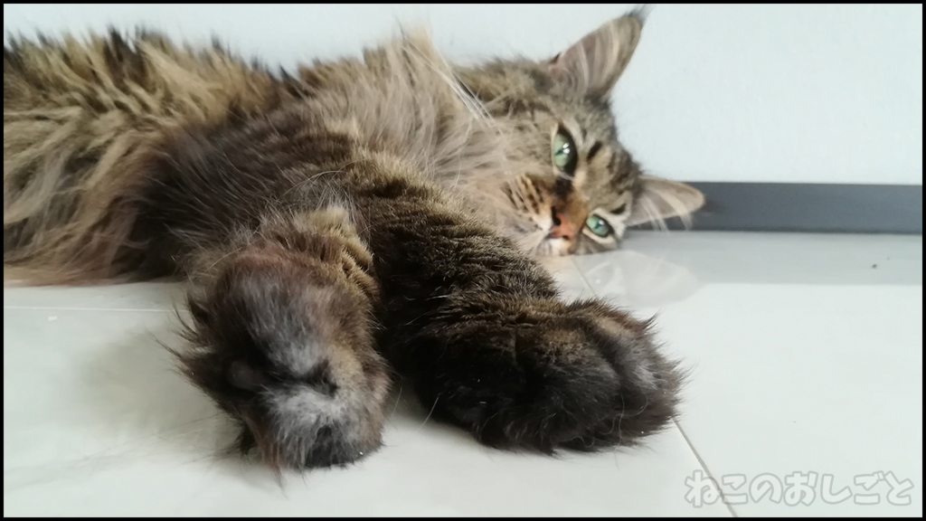 f:id:necozuki299:20180529163626j:plain f:id:necozuki299:20180529163626j:plain