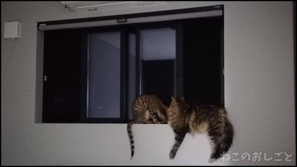 f:id:necozuki299:20180617223846j:plain f:id:necozuki299:20180617223846j:plain