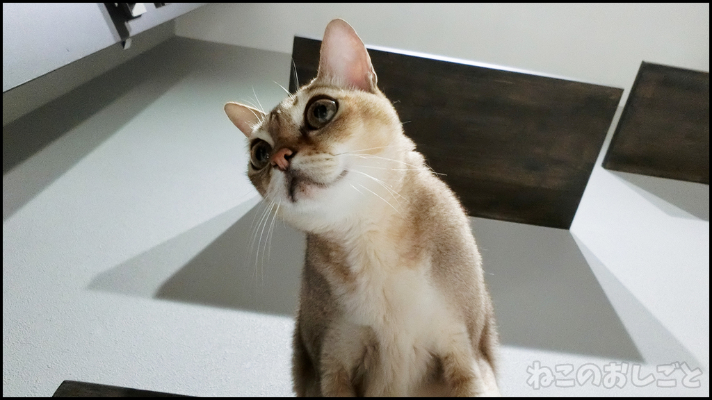 f:id:necozuki299:20180909234602j:plain f:id:necozuki299:20180909234602j:plain