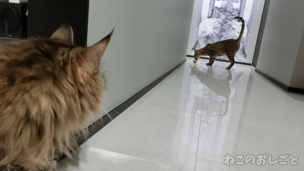 f:id:necozuki299:20181002153031j:plain