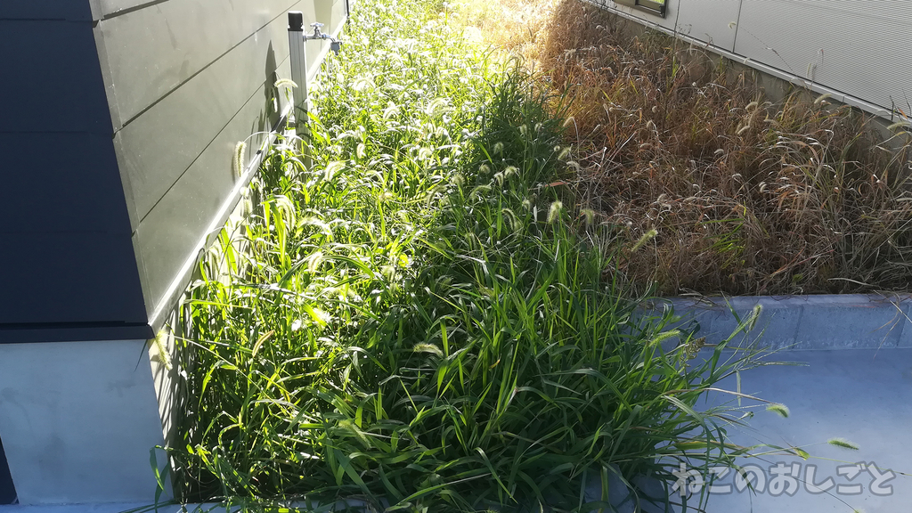庭の雑草が除草剤で綺麗に枯れた 安い除草剤でもこれだけの効果が ねこのおしごと 庭の雑草が除草剤で綺麗に枯れた 安い除草剤でもこれだけの効果が ねこのおしごと