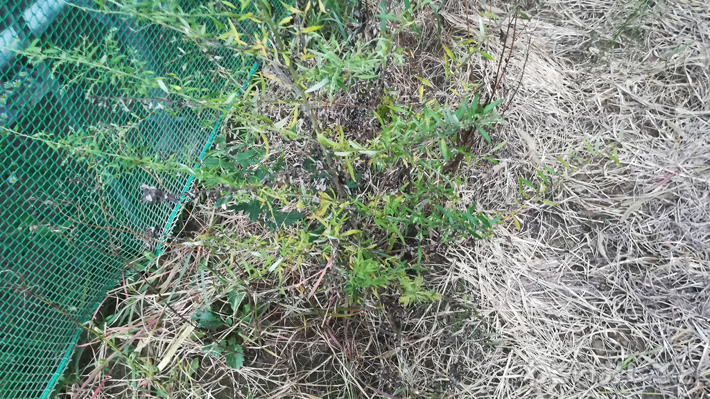 f:id:necozuki299:20181002213346j:plain