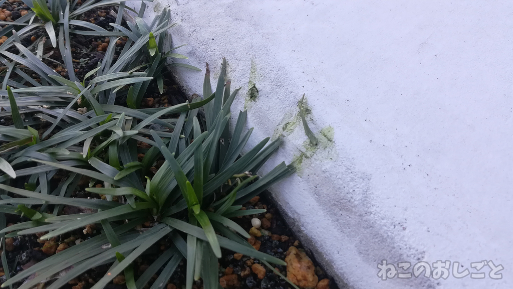 f:id:necozuki299:20181003152340j:plain