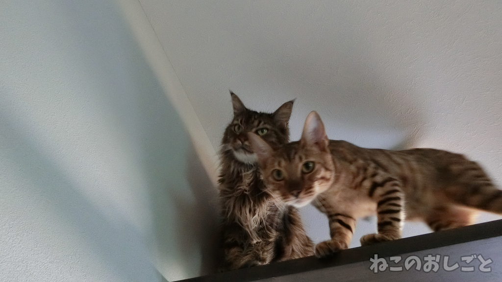 f:id:necozuki299:20181003153450j:plain