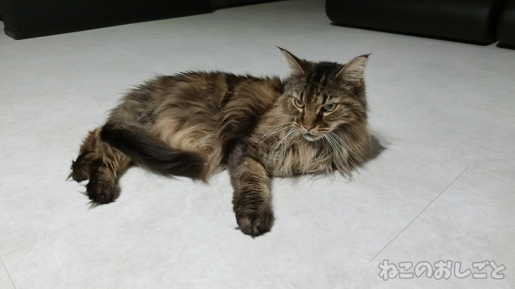 f:id:necozuki299:20181003204524j:plain