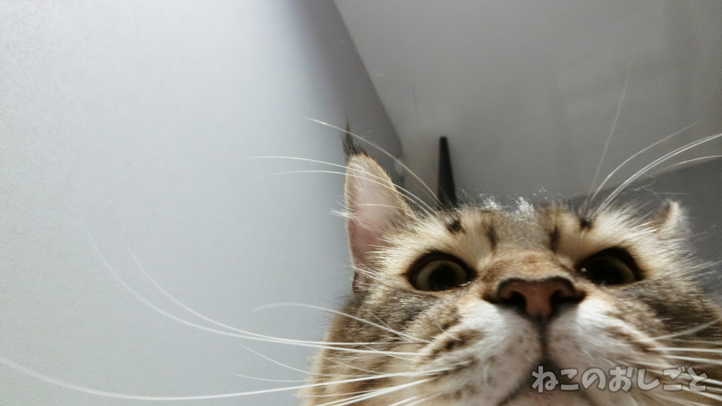 f:id:necozuki299:20181008232814j:plain