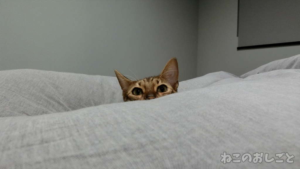 f:id:necozuki299:20181112193850j:plain