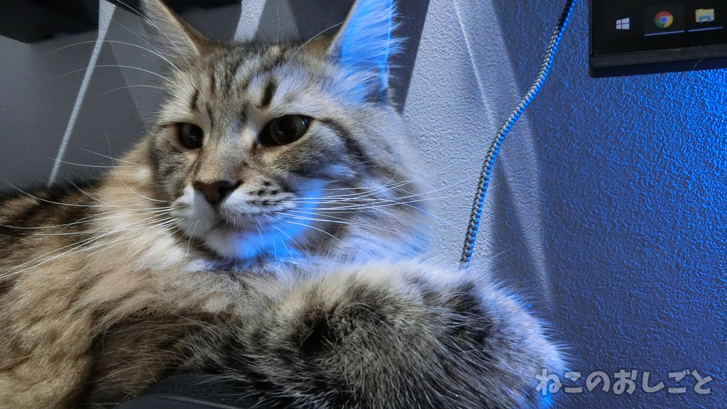 f:id:necozuki299:20181113171207j:plain