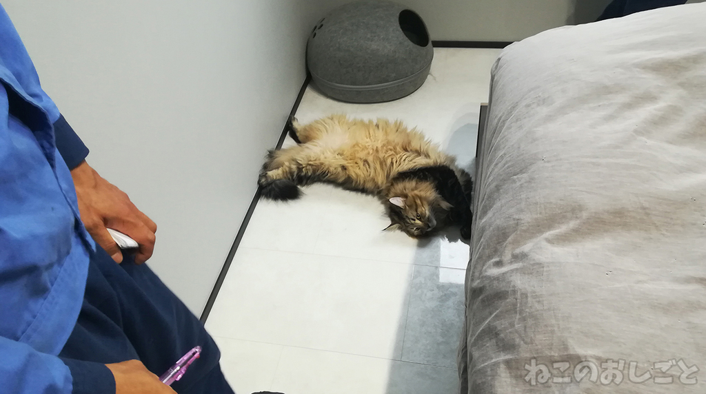 f:id:necozuki299:20181117211647j:plain