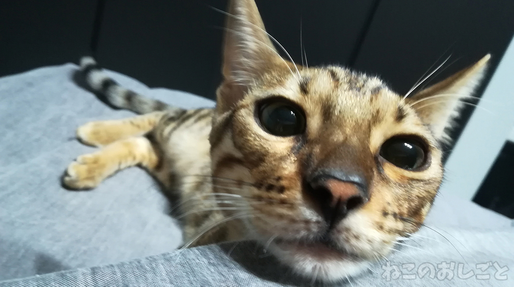 f:id:necozuki299:20181117211827j:plain