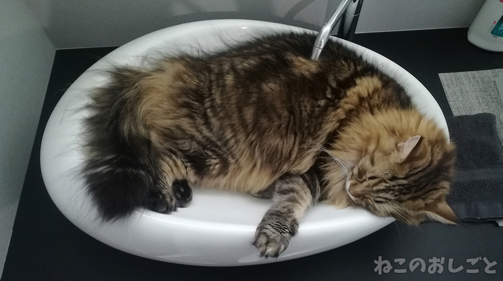 f:id:necozuki299:20181117222216j:plain f:id:necozuki299:20181117222216j:plain